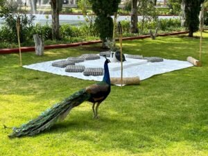 Jardín pavorreales_2